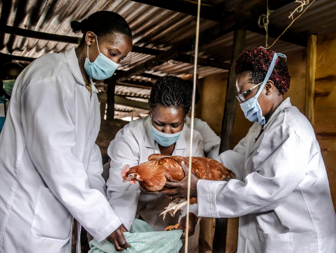 Nigeria steps up efforts to contain avian influenza