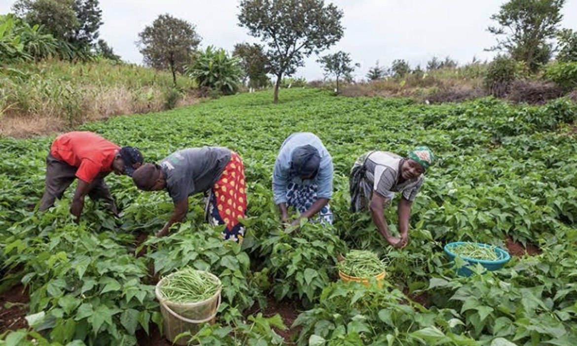Rising Energy Costs Put Pressure on Global Food Production