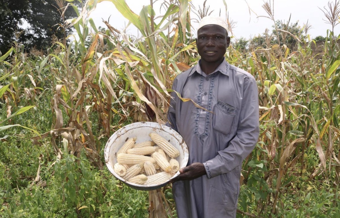 Nigerian Maize Prices Face Pressure From Increased Supply