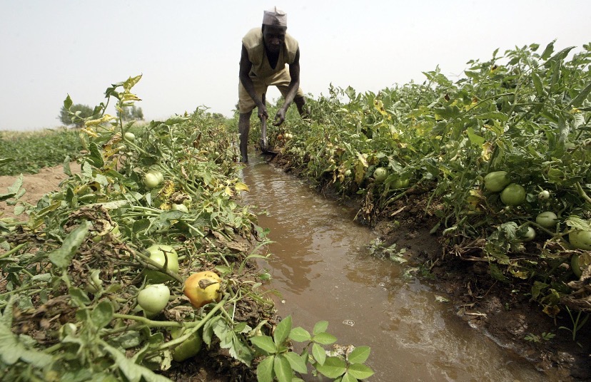 Kano Farmers No Longer Have to Wait for Rain to Grow Their Crops