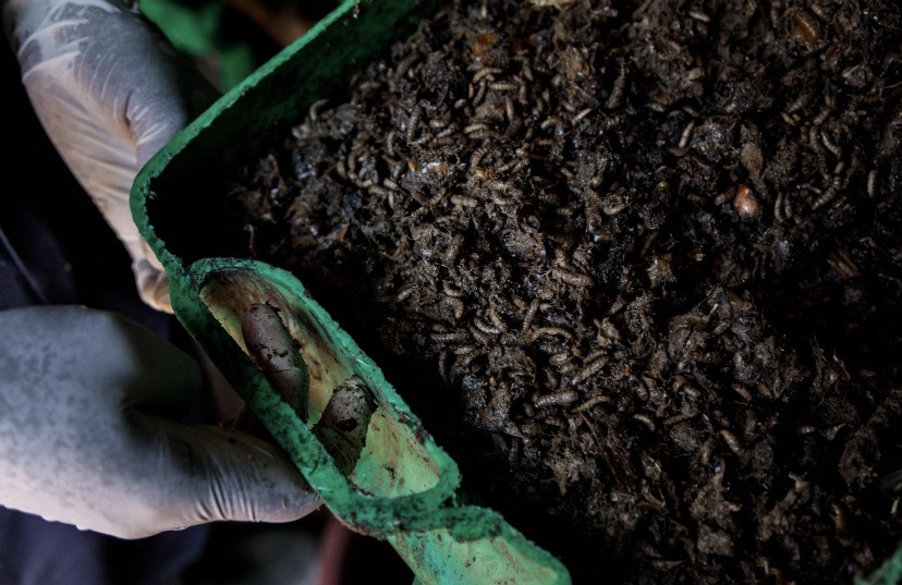 Uganda Wants to Turn Avocado Waste Into Animal Feed. Could It Cut Farmers’ Costs?