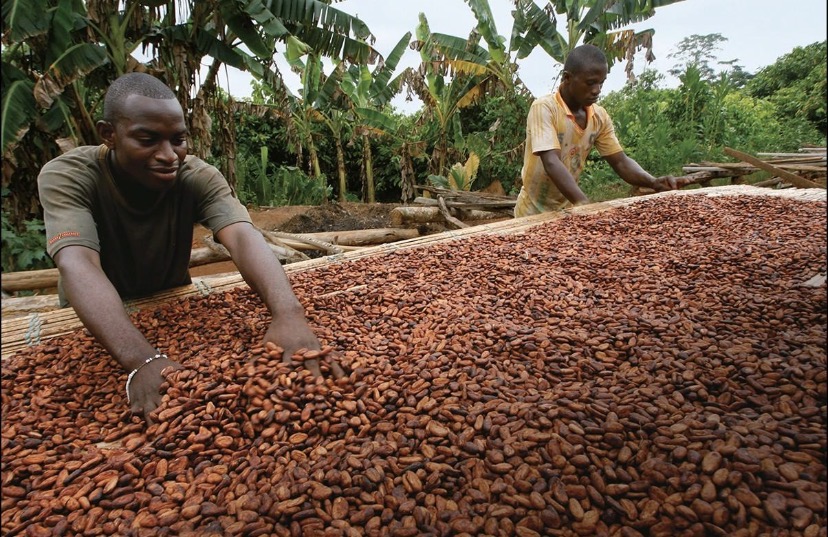 Nigeria Targets European Investors With One-Million-Hectare Cocoa Expansion Plan